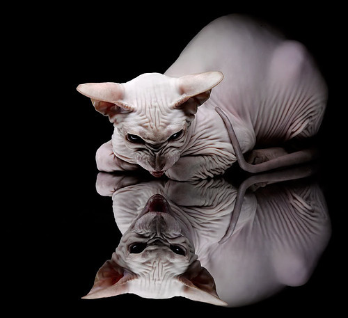 雷火电竞网站-唯一之夜，孙兴慜如何成为F1冠军的胜负手