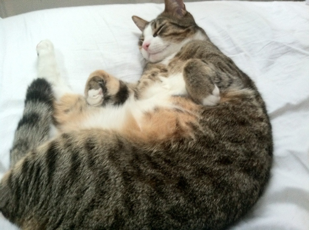 北欧宿敌之战，铁血丹麦用不可复制的瞬间，从美加墨世界杯预选赛最后关头突围挪威