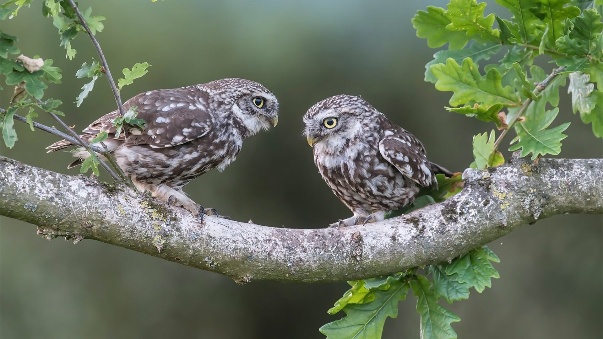 个人英雄与团队胜利的碰撞，霍勒迪的世界杯表演与76人的集体风暴