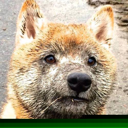 大场面先生跨海降临，当马刺遇见广东，塔图姆定义对决