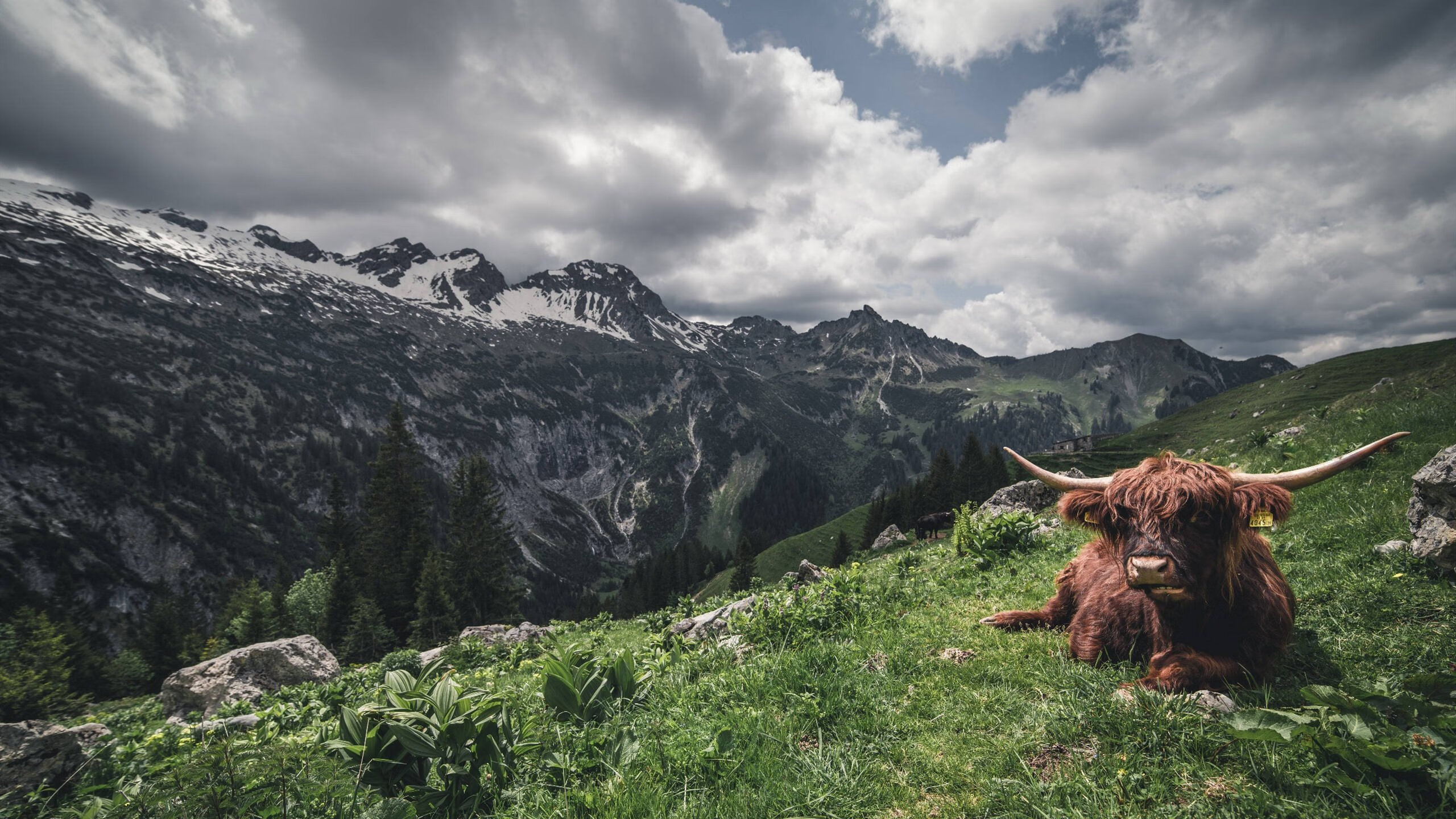 雷火电竞-冰封绝杀与熔岩侵袭，当森林狼咬碎公牛，伦纳德正重塑法则