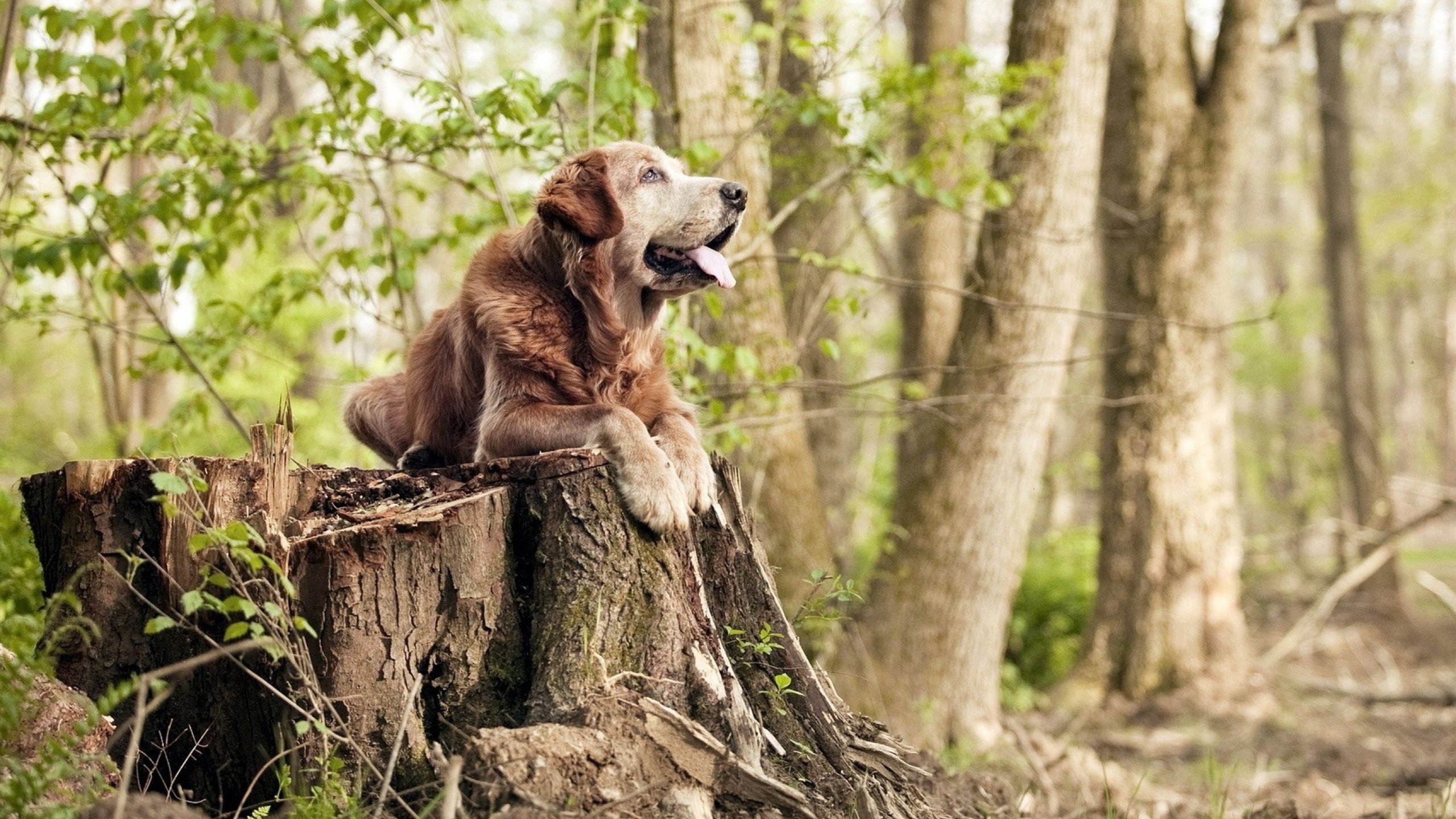 隐世高手，胜负之钥，从霍勒迪的冰封到英超中场的制胜哲学